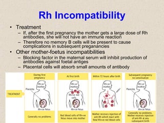 Rh Incompatibility Treatment If, after the first pregnancy the mother gets a large dose of Rh antibodies, she will not have an immune reaction  Therefore no memory B cells will be present to cause complications in subsequent preganancies Other mother-foetus incompatibilities Blocking factor in the maternal serum will inhibit production of antibodies against foetal antiges Placental cells will absorb small amounts of antibody 