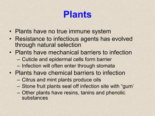 Plants Plants have no true immune system Resistance to infectious agents has evolved through natural selection Plants have mechanical barriers to infection Cuticle and epidermal cells form barrier Infection will often enter through stomata Plants have chemical barriers to infection Citrus and mint plants produce oils Stone fruit plants seal off infection site with “gum’ Other plants have resins, tanins and phenolic substances 