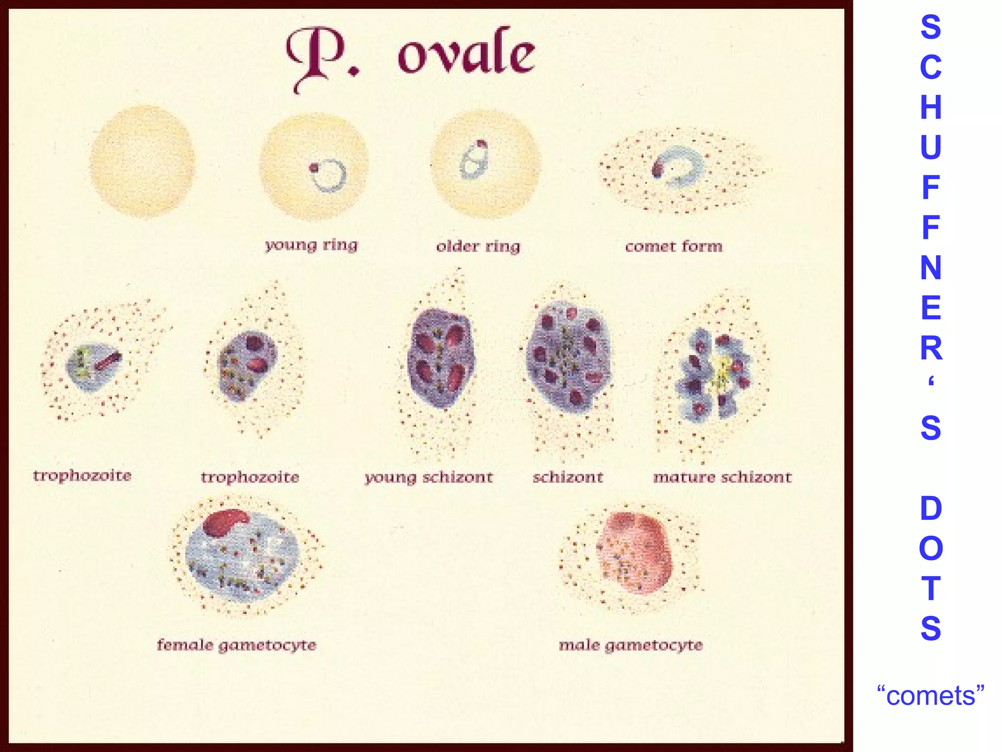 SCHUFFNER‘S 
DOTS 
“comets” 
 
