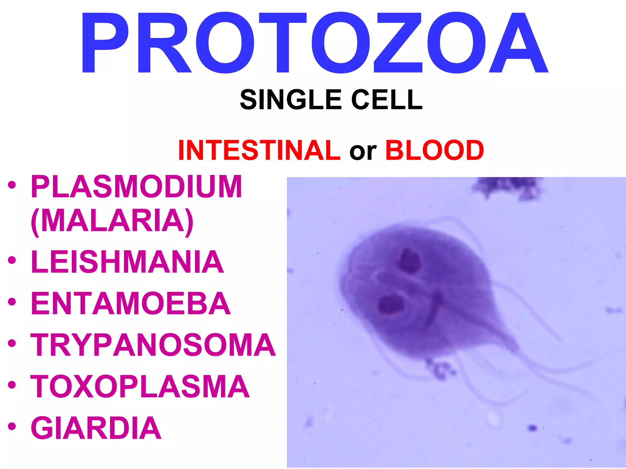 PROTOZOA 
SINGLE CELL 
INTESTINAL or BLOOD 
• PLASMODIUM 
(MALARIA) 
• LEISHMANIA 
• ENTAMOEBA 
• TRYPANOSOMA 
• TOXOPLASMA 
• GIARDIA 
 