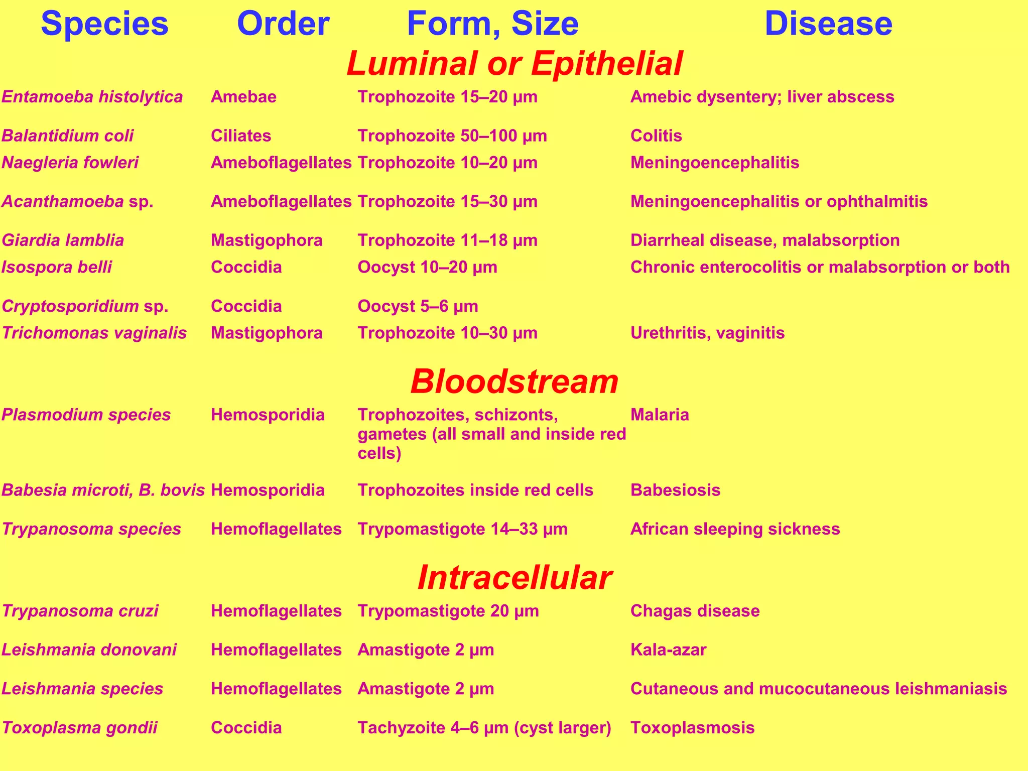 Species Order Form, Size Disease 
Luminal or Epithelial 
Entamoeba histolytica Amebae Trophozoite 15–20 μm Amebic dysentery; liver abscess 
Balantidium coli Ciliates Trophozoite 50–100 μm Colitis 
Naegleria fowleri Ameboflagellates Trophozoite 10–20 μm Meningoencephalitis 
Acanthamoeba sp. Ameboflagellates Trophozoite 15–30 μm Meningoencephalitis or ophthalmitis 
Giardia lamblia Mastigophora Trophozoite 11–18 μm Diarrheal disease, malabsorption 
Isospora belli Coccidia Oocyst 10–20 μm Chronic enterocolitis or malabsorption or both 
Cryptosporidium sp. Coccidia Oocyst 5–6 μm 
Trichomonas vaginalis Mastigophora Trophozoite 10–30 μm Urethritis, vaginitis 
Bloodstream 
Plasmodium species Hemosporidia Trophozoites, schizonts, 
gametes (all small and inside red 
cells) 
Malaria 
Babesia microti, B. bovis Hemosporidia Trophozoites inside red cells Babesiosis 
Trypanosoma species Hemoflagellates Trypomastigote 14–33 μm African sleeping sickness 
Intracellular 
Trypanosoma cruzi Hemoflagellates Trypomastigote 20 μm Chagas disease 
Leishmania donovani Hemoflagellates Amastigote 2 μm Kala-azar 
Leishmania species Hemoflagellates Amastigote 2 μm Cutaneous and mucocutaneous leishmaniasis 
Toxoplasma gondii Coccidia Tachyzoite 4–6 μm (cyst larger) Toxoplasmosis 
 
