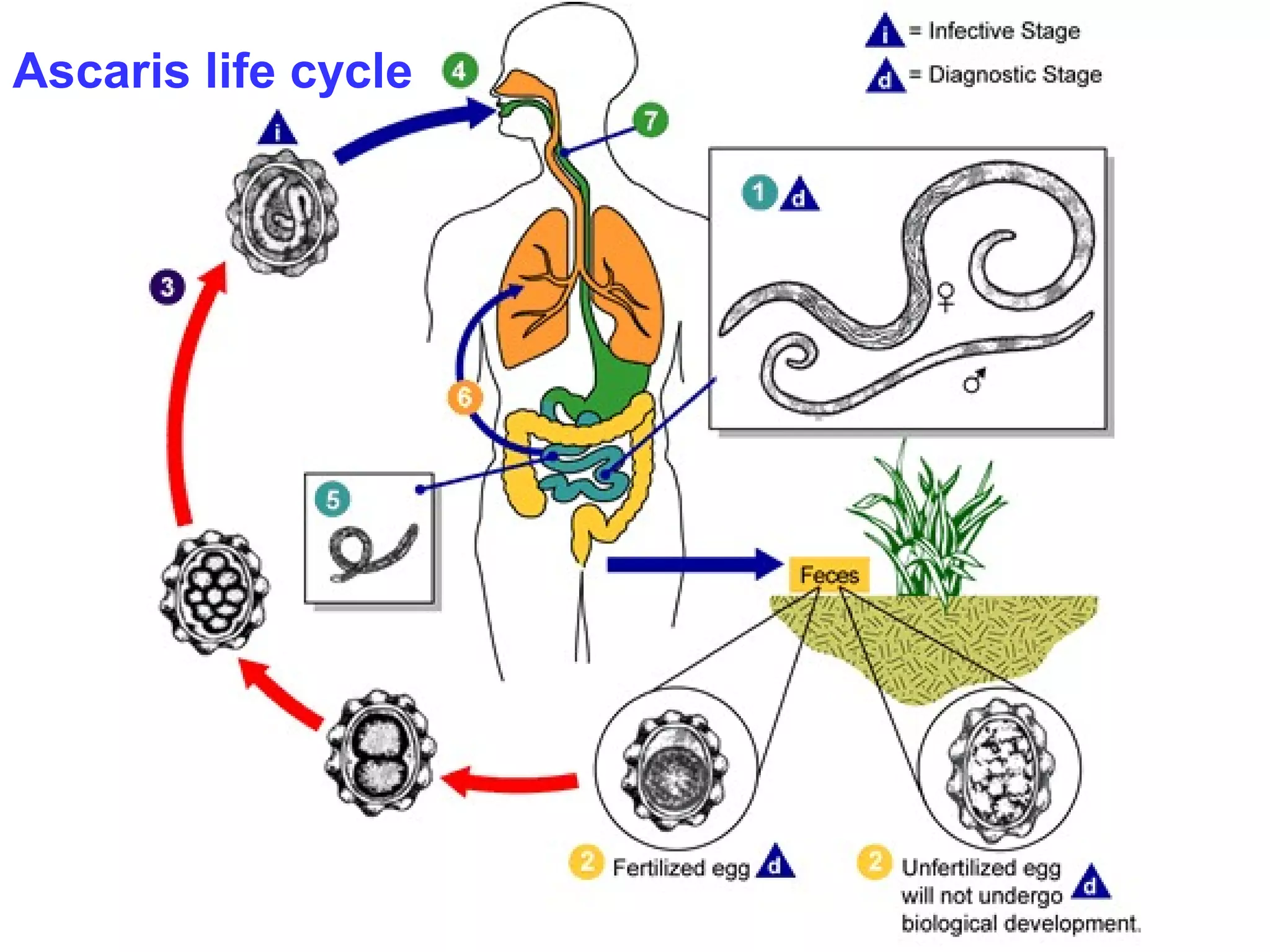 Ascaris life cycle 
 