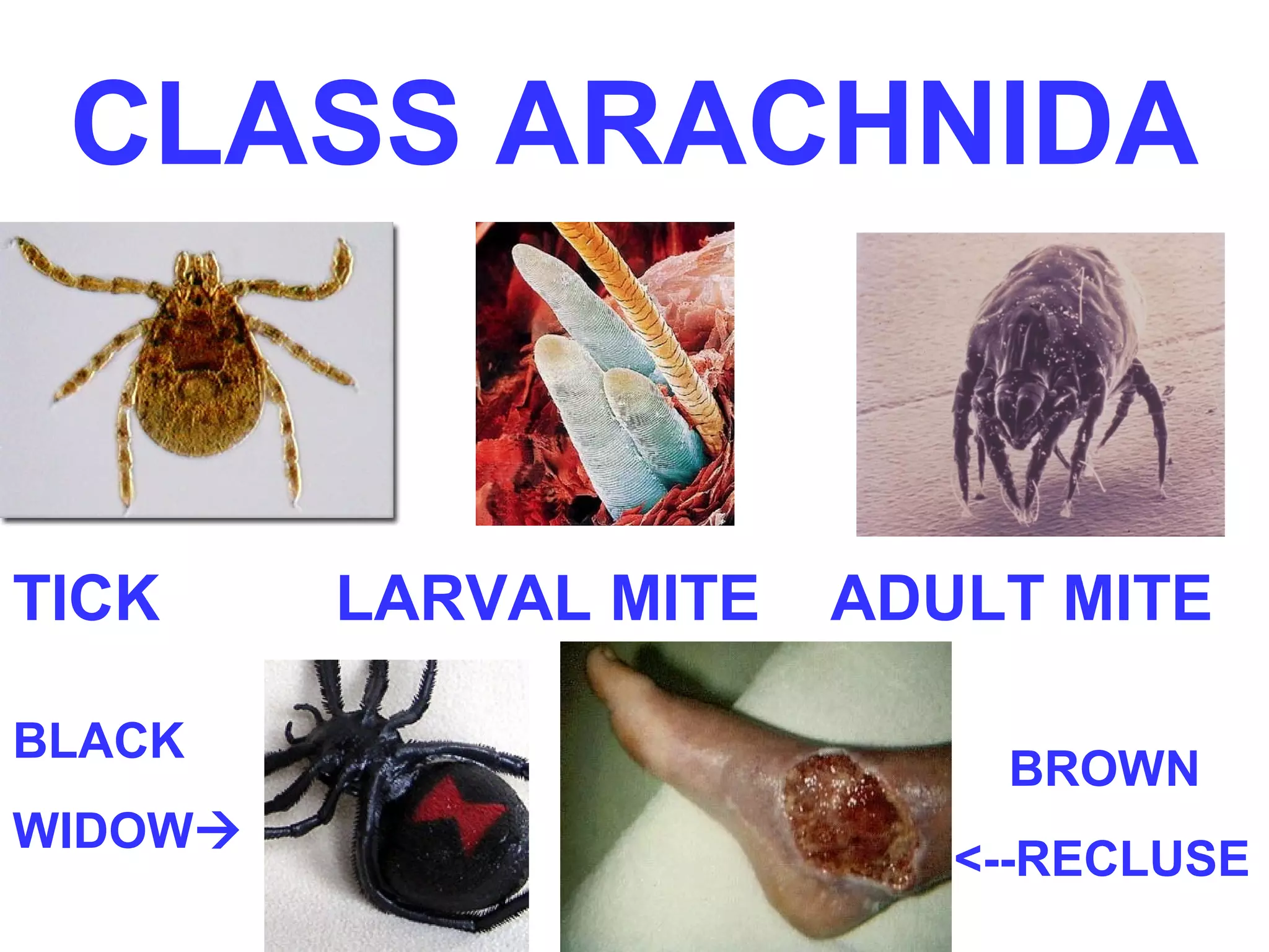 CLASS ARACHNIDA 
TICK LARVAL MITE ADULT MITE 
BLACK 
WIDOW 
BROWN 
<--RECLUSE 
 