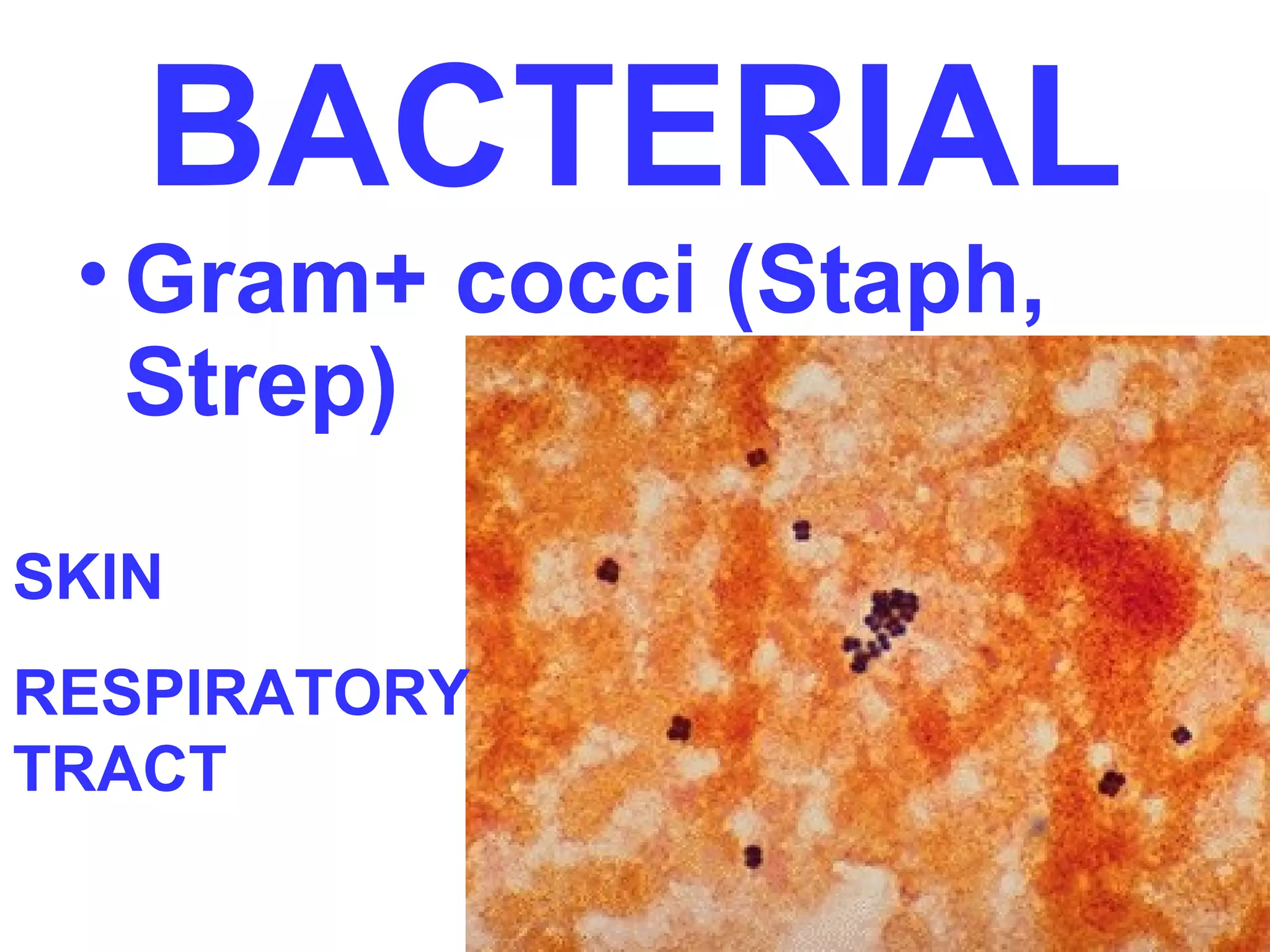 BACTERIAL 
• Gram+ cocci (Staph, 
Strep) 
SKIN 
RESPIRATORY 
TRACT 
 