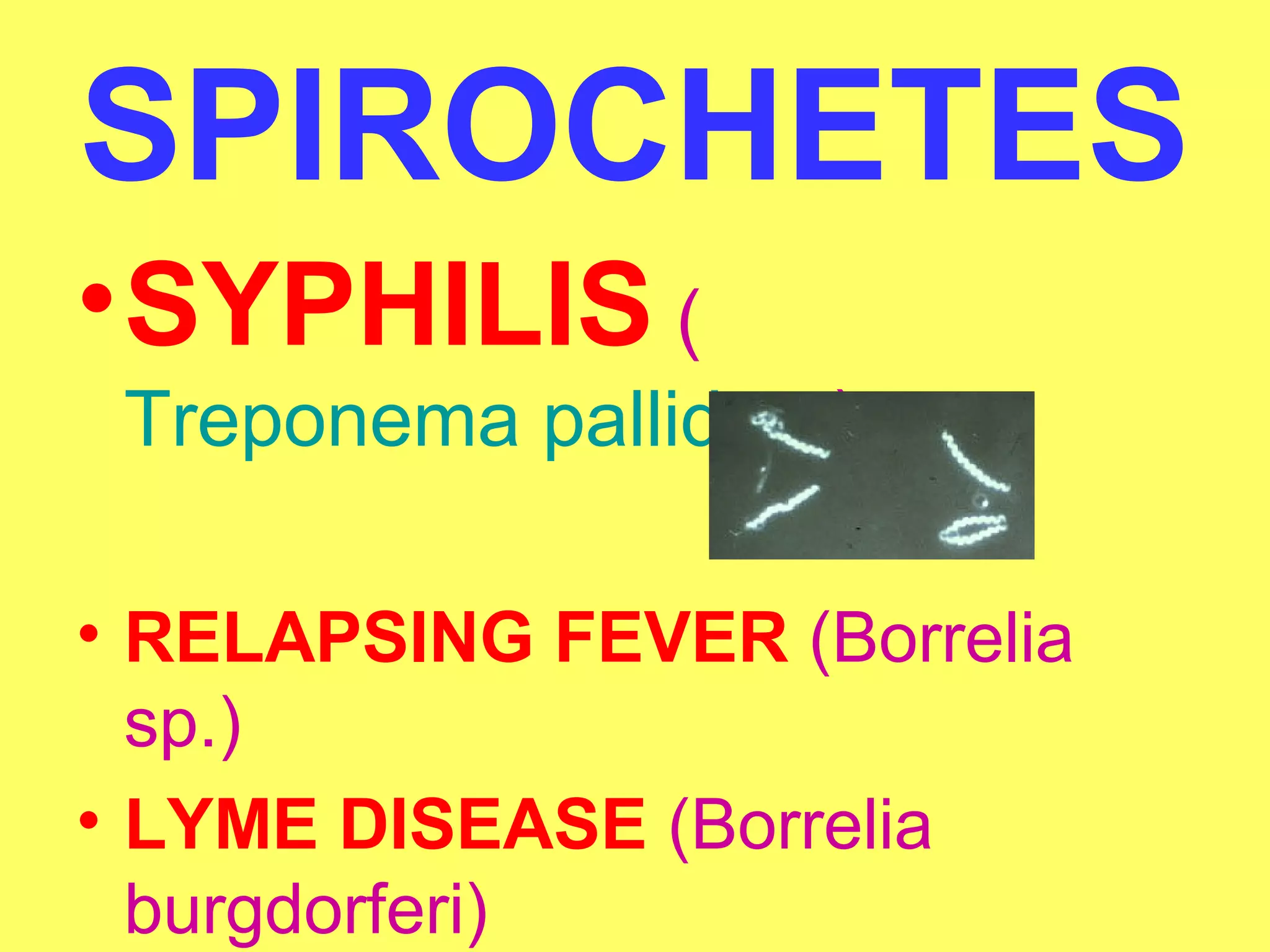 SPIROCHETES 
•SYPHILIS ( 
Treponema pallidum) 
• RELAPSING FEVER (Borrelia 
sp.) 
• LYME DISEASE (Borrelia 
burgdorferi) 
 