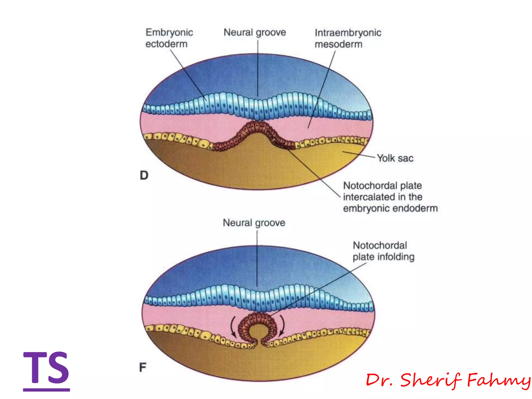 Intra-Embryonic Mesoderm (General Embryology) | PPSX