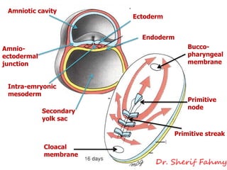Amniotic cavity
Amnio-
ectodermal
junction
Intra-emryonic
mesoderm
Secondary
yolk sac
Endoderm
Ectoderm
Bucco-
pharyngeal
membrane
Cloacal
membrane
Primitive streak
Primitive
node
Dr. Sherif Fahmy
 