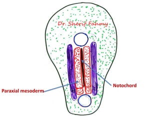 Notochord
Paraxial mesoderm
Dr. Sherif Fahmy
 