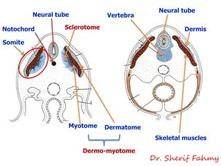 Notochord
Neural tube
Somite
Sclerotome
Myotome Dermatome
Neural tube
Vertebra
Skeletal muscles
Dermis
Dermo-myotome
Dr. Sherif Fahmy
 