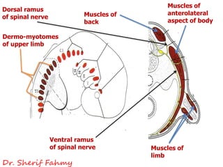 Muscles of
back
Muscles of
anterolateral
aspect of body
Muscles of
limb
Dorsal ramus
of spinal nerve
Ventral ramus
of spinal nerve
Dermo-myotomes
of upper limb
Dr. Sherif Fahmy
 