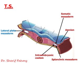 Amnion
Somatic
mesoderm
Intraembryonic
coelom
Splanchnic mesoderm
Lateral plate
mesoderm
T.S.
Dr. Sherif Fahmy
 