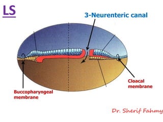 3-Neurenteric canal
Buccopharyngeal
membrane
Cloacal
membrane
LS
Dr. Sherif Fahmy
 