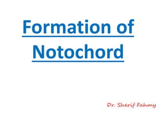 Formation of
Notochord
Dr. Sherif Fahmy
 
