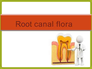 Root canal flora
 