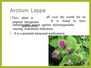 Arctium Lappa
all over the world for its
 This plant is
popular therapeutic
applications.
It is found to have

antimicrobial action against microorganisms
causing endodontic infections.
It is a potential intracanal medicament.
 