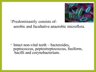 Predominantly consists of-
aerobic and facultative anaerobic microflora.
• Intact non-vital teeth – bacteroides,
peptococcus, peptostreptococcus, fusiform,
bacilli and corynebacterium.
 