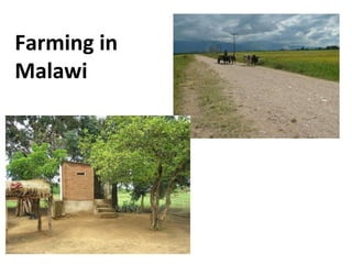 Farming in  Malawi 
