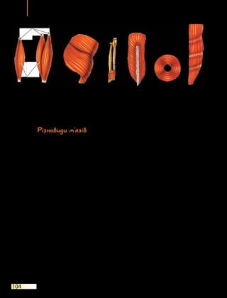 Тема 6
104
Різновиди м’язів
М’язи поділяють на різні групи за формою, розміром або функція-
ми, які вони виконують (мал. 27.3). Окрім того, вони можуть прикріп­
люватися до кісток або інших органів у кількох місцях (мати кілька
головок). У більшості м’язів виділяють одне черевце і дві головки.
За формою м’язи поділяють на такі види:
•	веретеноподібні (біцепс);
•	квадратні (квадратний м’яз стегна);
•	трикутні (дельтоподібний м’яз);
•	стрічкоподібні (прямий м’яз черева);
•	колові (коловий м’яз рота).
Колові м’язи, або сфінктери, оточують отвори в тілі людини
і  відповідають за їх розкриття й закриття. Прикладом таких м’язів
є коловий м’яз рота.
За розміром розрізняють такі м’язи, як довгі, короткі, широкі.
Довгими є м’язи кінцівок — біцепс, трицепс, чотириголовий, кра-
вецький і литковий м’язи. Короткі м’язи розташовуються там, де
відстань між кістками невелика. Наприклад, до них належать між-
реберні м’язи. Широкі м’язи, як, скажімо, широкий м’яз спини,
розміщені на тулубі.
За виконуваними функціями м’язи поділяють на такі види:
•	згиначі — згинають частину тіла (біцепс);
•	розгиначі — розгинають частину тіла (трицепс);
•	відвідні — відводять кінцівку від тіла (середній сідничний м’яз);
Довгий
м'яз
Двоголовий
м'яз
Плоский
м'яз
Короткий
м'яз
Двоперистий
м'яз
Коловий
м'яз
Багаточерев­
цевий м'яз
Мал. 27.3. Види м’язів
Головка м’яза
Черевце
м’яза
 