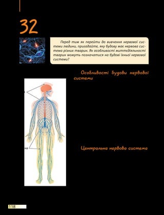 Тема 7
118
Особливості будови нервової
системи
Як і в усіх інших представників
хребетних, нервова система людини
трубчастого типу. Це означає, що під
час розвитку зародка людини його нер­
вова система спочатку має вигляд труб-
ки. Відтак ця трубка збільшується, її
передня частина значно розширюється
й  утворює головний мозок. Задня час-
тина формує спинний мозок.
Разом спинний і головний мозок
становлять центральну нервову систему.
Усі нерви, які відходять від головного
й  спинного мозку, утворюють перифе-
ричну нервову систему (мал. 32.1).
Центральна нервова система
Як уже зазначалося, спинний і голов­
ний мозок утворюють центральну нер­
вову систему, яка відіграє головну роль
у керуванні організмом. У своїй верхній
частині спинний мозок плавно перехо-
дить у  головний. Вони обидва вкриті
спеціальними мозковими оболонками,
що забезпечують їхню життє­
діяльність.
Усередині спинного мозку проходить ка-
нал, заповнений спинномозковою ріди-
ною. Він  продовжується і  в головному
Перед тим як перейти до вивчення нервової сис-
теми людини, пригадайте, яку будову має нервова сис-
тема різних тварин. Як особливості життєдіяльності
тварин можуть позначатися на будові їхньої нервової
системи?
32Нервова система
Центральна
нервова
система
Периферична
нервова
система
Мал. 32.1. Схема будови нервової системи
людини
 