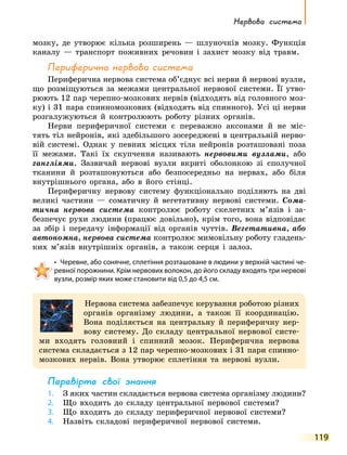 Нервова система
119
мозку, де утворює кілька розширень  — шлуночків мозку. Функція
каналу — транспорт поживних речовин і захист мозку від травм.
Периферична нервова система
Периферична нервова система об’єднує всі нерви й нервові вузли,
що розміщуються за межами центральної нервової системи. Її  утво-
рюють 12 пар черепно-мозкових нервів (відходять від головного моз-
ку) і 31 пара спинномозкових (відходять від спинного). Усі ці нерви
розгалужуються й контролюють роботу різних органів.
Нерви периферичної системи є переважно аксонами й не міс-
тять тіл нейронів, які здебільшого зосереджені в центральній нерво-
вій системі. Однак у певних місцях тіла нейронів розташовані поза
її межами. Такі їх скупчення називають нервовими вузлами, або
гангліями. Зазвичай нервові вузли вкриті оболонкою зі сполучної
тканини й розташовуються або безпосередньо на нервах, або біля
внутрішнього органа, або в його стінці.
Периферичну нервову систему функціонально поділяють на дві
великі частини — соматичну й вегетативну нервові системи. Сома-
тична нервова система контролює роботу скелетних м’язів і за-
безпечує рухи людини (працює довільно), крім того, вона відповідає
за збір і передачу інформації від органів чуттів. Вегетативна, або
автономна, нервова система контролює мимовільну роботу гладень-
ких м’язів внутрішніх органів, а також серця і залоз.
•	 Черевне, або сонячне, сплетіння розташоване в людини у верхній частині че­
ревної порожнини. Крім нервових волокон, до його складу входять три нервові
вузли, розмір яких може становити від 0,5 до 4,5 см.
Нервова система забезпечує керування роботою різних
органів організму людини, а також її координацію.
Вона поділяється на центральну й периферичну нер­
вову систему. До складу центральної нервової систе-
ми входять головний і спинний мозок. Периферична нервова
система складається з 12 пар черепно-мозкових і 31 пари спинно­
мозкових нервів. Вона утворює сплетіння та нервові вузли.
Перевірте свої знання
1.	
З яких частин складається нервова система організму людини?
2.	 Що входить до складу центральної нервової системи?
3.	 Що входить до складу периферичної нервової системи?
4.	 Назвіть складові периферичної нервової системи.
 
