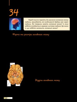 Тема 7
122
Форма та розміри головного мозку
Головний мозок — це центральний орган нервової системи, який
здійснює регуляцію й координацію всіх процесів в організмі та від-
повідає за розумову діяльність і свідомість людини. Мозок розта-
шований у черепі та в процесі розвитку заповнює його внутрішню
порожнину. Ззовні головний мозок укритий тими самими трьома
оболонками, що й спинний. Від нього відходять 12 пар черепно-
мозкових нервів (мал. 34.1).
Усередині мозку розташовані чотири шлуночки головного мозку,
які є розширеннями спинномозкового каналу. У них утворюється
спинномозкова рідина, що захищає головний і спинний мозок від
ушкоджень, створюючи рідку «подушку» під час струсів. Вона ре-
гулює внутрішньочерепний тиск, підтримує
сталість внутрішнього середовища в мозку
і здійснює транспорт речовин між крово-
носними судинами і клітинами мозку.
Маса мозку коливається в досить широ-
ких межах — між 1000 і 2000 г. Середня маса
мозку в чоловіків становить 1375 г, а в  жі-
нок — 1275 г. Прямого зв’язку між масою
мозку людини й рівнем її інтелекту не існує.
Відділи головного мозку
Головний мозок поділяється на кілька
великих відділів. Кожний із цих відділів
виконує певні функції, хоча всі вони тісно
пов’язані між собою (мал. 34.2).
Чим відділи мозку відрізняються між
собою, описано в таблиці.
Перед тим як перейти до вивчення головного мозку
людини, пригадайте, які особливості будови має череп
людини. Які тварини мають головний мозок? Із яких
відділів складається нервова система людини? До якого
із цих відділів належить головний мозок?
34Головний мозок
Мал. 34.1. Зовнішня будова головного
мозку (вигляд знизу)
Мозочок
Кора головного мозку
Черепно-
мозкові
нерви
Довгастий
мозок
 