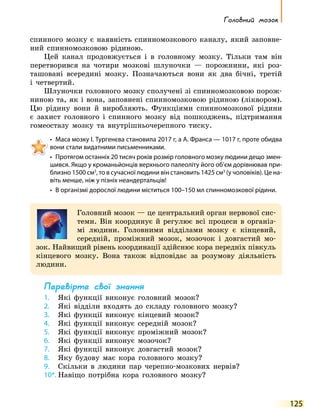 125
Головний мозок
спинного мозку є наявність спинномозкового каналу, який заповне-
ний спинно­
мозковою рідиною.
Цей канал продовжується і в головному мозку. Тільки там він
перетворився на чотири мозкові шлуночки — порожнини, які роз-
ташовані всередині мозку. Позначаються вони як два бічні, третій
і  четвертий.
Шлуночки головного мозку сполучені зі спинномозковою порож-
ниною та, як і вона, заповнені спинномозковою рідиною (ліквором).
Цю рідину вони й виробляють. Функціями спинномозкової рідини
є захист головного і спинного мозку від пошкоджень, підтримання
гомеостазу мозку та внутрішньочерепного тиску.
•	 Маса мозку І. Тургенєва становила 2017 г, а А. Франса — 1017 г, проте обидва
вони стали видатними письменниками.
•	 Протягом останніх 20 тисяч років розмір головного мозку людини дещо змен­
шився. Якщо у кроманьйонців верхнього палеоліту його об’єм дорівнював при­
близно 1500 см3
, то в сучасної людини він становить 1425 см3
(у чоловіків). Це на­
віть менше, ніж у пізніх неандертальців!
•	 В організмі дорослої людини міститься 100–150 мл спинномозкової рідини.
Головний мозок — це центральний орган нервової сис-
теми. Він координує й регулює всі процеси в організ-
мі людини. Головними відділами мозку є кінцевий,
середній, проміжний мозок, мозочок і довгастий мо-
зок. Найвищий рівень координації здійснює кора передніх півкуль
кінцевого мозку. Вона також відповідає за розумову діяльність
людини.
Перевірте свої знання
1.	 Які функції виконує головний мозок?
2.	 Які відділи входять до складу головного мозку?
3.	 Які функції виконує кінцевий мозок?
4.	 Які функції виконує середній мозок?
5.	 Які функції виконує проміжний мозок?
6.	 Які функції виконує мозочок?
7.	 Які функції виконує довгастий мозок?
8.	 Яку будову має кора головного мозку?
9.	 Скільки в людини пар черепно-мозкових нервів?
10*.	Навіщо потрібна кора головного мозку?
 
