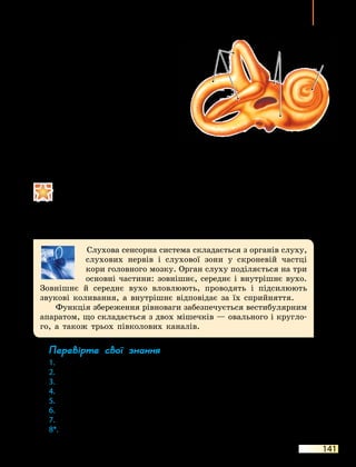 141
Слухова сенсорна система. Система рівноваги
Чутливі волоскові клітини
занурені в желеподібну речови-
ну — мембрану отолітів. У верхню
частину цієї мембрани вкраплені
кришталики кальцій гідрогенкар-
бонату — отоліти. Вони тиснуть
на мембрану, змушуючи її згинати-
ся. При цьому в чутливих волосках
виникає збудження, яке передаєть-
ся в головний мозок. Якщо поло-
ження тіла було порушене, воно
відновлюється за рахунок сигналів
із мозку, які передаються скелет-
ним м’язам.
•	 Гострота слуху в різних людей неоднакова. В одних вона знижена або нор­
мальна, в інших — підвищена. Бувають люди з абсолютним слухом — вони здатні
визначати на слух висоту заданого тону.
•	 Музичний слух дає змогу точно визначати інтервали між звуками різної висо­
ти, упізнавати мелодії. Людям із музичним слухом властиве відчуття ритму, вони
вміють точно повторити заданий тон, музичну фразу.
Слухова сенсорна система складається з органів слуху,
слухових нервів і слухової зони у скроневій частці
кори головного мозку. Орган слуху поділяється на три
основні частини: зовнішнє, середнє і внутрішнє вухо.
Зовнішнє й середнє вухо вловлюють, проводять і підсилюють
звукові коливання, а внутрішнє відповідає за їх сприйняття.
Функція збереження рівноваги забезпечується вестибулярним
апаратом, що складається з двох мішечків — овального і кругло-
го, а також трьох півколових каналів.
Перевірте свої знання
1.	 Яку функцію виконує барабанна перетинка?
2.	 Який елемент вуха сприймає звукові коливання?
3.	 Як відбувається сприйняття звуку?
4.	 Які структури входять до складу зовнішнього вуха?
5.	 Які компоненти входять до складу середнього вуха?
6.	 Назвіть слухові кісточки.
7.	 Яку роль виконує система рівноваги?
8*.	 Як працює система рівноваги?
Мал. 39.4. Будова органа рівноваги
Завитка
Мішечки
Півколові
канали
 