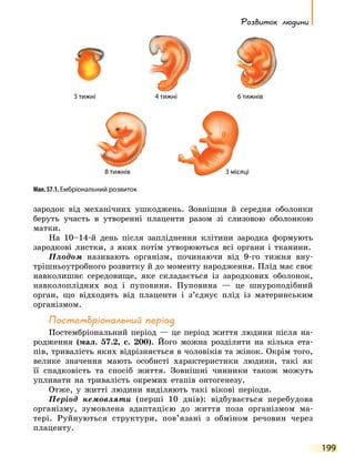 Розвиток людини
199
зародок від механічних ушкоджень. Зовнішня й середня оболонки
беруть участь в утворенні плаценти разом зі слизовою оболонкою
матки.
На 10–14-й день після запліднення клітини зародка формують
зародкові листки, з яких потім утворюються всі органи і тканини.
Плодом називають організм, починаючи від 9-го тижня вну-
трішньоутробного розвитку й до моменту народження. Плід має своє
навколишнє середовище, яке складається із зародкових оболонок,
навколоплідних вод і пуповини. Пуповина — це шнуроподібний
орган, що відходить від плаценти і з’єднує плід із материнським
організмом.
Постембріональний період
Постембріональний період — це період життя людини після на-
родження (мал. 57.2, с. 200). Його можна розділити на кілька ета-
пів, тривалість яких відрізняється в чоловіків та жінок. Окрім того,
велике значення мають особисті характеристики людини, такі як
її спадковість та спосіб життя. Зовнішні чинники також можуть
упливати на тривалість окремих етапів онтогенезу.
Отже, у житті людини виділяють такі вікові періоди.
Період немовляти (перші 10 днів): відбувається перебудова
організму, зумовлена адаптацією до життя поза організмом ма-
тері. Руйнуються структури, пов’язані з обміном речовин через
плаценту.
Мал. 57.1. Ембріональний розвиток
3 тижні
8 тижнів 3 місяці
4 тижні 6 тижнів
 