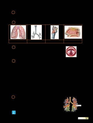 57
10	
Відділ мозку, у якому розташований дихальний центр:
а)	 проміжний	 в)	 середній
б)	 передній	 г)	 довгастий
11	 
Укажіть назви органів, які зображені на малюнках.
а) б) в) г)
12	 
Розгляньте зображення органа на ма-
люнку. Поясніть, які особливості будови
цього органа дозволяють йому ефектив-
но виконувати свої функції.
13	
Установіть відповідність між захворюванням дихальної сис-
теми та причинами його виникнення.
1)	 грип
2)	 трахеїт
3)	 бронхіт
4)	 дифтерія
а)	 
ураження слизової оболонки трахеї під час
розвитку інфекційних захворювань
б)	 
потрапляння до організму людини дифте-
рійних паличок
в)	 
порушення прохідності бронхів унаслідок
спазму м’язів дрібних бронхів під час роз-
витку алергічних процесів у бронхах
г)	 
запалення бронхів унаслідок розвитку ін-
фекційних захворювань
д)	 
потрапляння до дихальної системи вірусів
грипу
14	 
Розгляньте зображення органа, позна-
ченого стрілкою. Поясніть, які захво-
рювання можуть його вражати і як їх
можна попередити.
Перевірте свої знання з теми «Дихання».
 