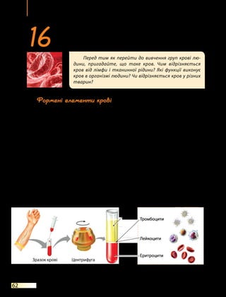 Тема 4
62
Формені елементи крові
До формених елементів крові належать еритроцити, лейкоцити
та тромбоцити (мал. 16.1).
Еритроцити — це червоні формені елементи крові. Зрілі ери-
троцити не мають ядра й містять дуже багато білка гемоглобіну. Їх
основна функція — перенесення кисню. Крім того, еритроцити здатні
переносити й вуглекислий газ (СО2
). Проте значна його частина тран-
спортується плазмою крові у вигляді розчину та сполуки з водою.
Лейкоцити — білі клітини крові. Вони досить різноманітні за
будовою й поділяються на декілька типів. Лейкоцити забезпечують
захист організму від інфекцій та токсинів.
Тромбоцити, на відміну від еритроцитів та лейкоцитів, не клі-
тини, а кров’яні пластинки. Вони є фрагментами клітин, що утворю-
ються внаслідок розпаду великих клітин-попередників. Тромбоцити
відіграють важливу роль у процесі зсідання крові.
Детальніше формені елементи крові розглянуто в таблиці.
Перед тим як перейти до вивчення груп крові лю-
дини, пригадайте, що таке кров. Чим відрізняється
кров від лімфи і тканинної рідини? Які функції виконує
кров в організмі людини? Чи відрізняється кров у різних
тварин?
16Групи крові. Переливання крові
Мал. 16.1. Формені елементи крові
Еритроцити
Склад крові
Центрифуга
Зразок крові
Плазма
Тромбоцити
Лейкоцити
 