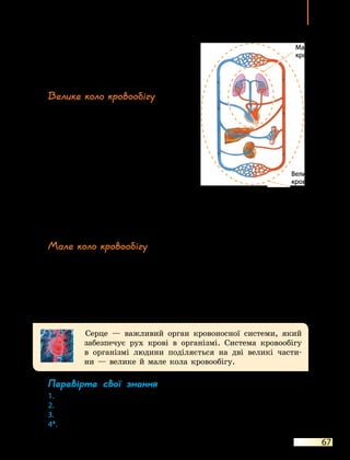 Система кровообігу. Серце
67
правим передсердям і правим шлуноч-
ком — тристулковий, між лівим шлу-
ночком та аортою  — аортальний, між
правим шлуночком і легеневою артері-
єю — клапан легеневої артерії.
Велике коло кровообігу
Система кровообігу людини поділя-
ється на дві великі частини — велике
й  мале кола кровообігу (мал. 17.2).
Велике коло кровообігу починаєть-
ся в лівому шлуночку й закінчується
у правому передсерді. З лівого шлуночка
через аорту виштовхується артеріальна
кров, яка судинами розноситься по всьо-
му організму. Потрапивши в капіляри
тканин, вона віддає кисень і насичується
вуглекислим газом, після чого перетво-
рюється на венозну кров. Венозна кров потрапляє у вени і транспор-
тується до правого передсердя. З  правого передсердя вона потрапляє
у правий шлуночок, а з нього — у мале коло кровообігу.
Мале коло кровообігу
Мале коло кровообігу починається в правому шлуночку й закінчу-
ється в лівому передсерді. Із правого шлуночка через легеневу артерію
виштовхується венозна кров, яка по судинах переміщується в легені.
Потрапивши в легені, вона насичується киснем і віддає вуглекислий
газ, після чого перетворюється на артеріальну кров. Ця кров збираєть-
ся у вени і транспортується до лівого передсердя. З лівого передсердя
вона потрапляє в лівий шлуночок, а з нього — у велике коло кровообігу.
Серце — важливий орган кровоносної системи, який
забезпечує рух крові в організмі. Система кровообігу
в  організмі людини поділяється на дві великі части-
ни  — велике й мале кола кровообігу.
Перевірте свої знання
1.	 З яких шарів складається стінка серця?
2.	 На які камери поділяється серце?
3.	 У якому колі кровообігу по венах тече артеріальна кров?
4*.	 Чому кров у серці тече лише в одному напрямку?
Мал. 17.2. Схема кровообігу
Велике коло
кровообігу
Мале коло
кровообігу
 