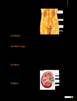 Видільна система
83
кіркового і внутрішнього мозково-
го. Артерії, вени, лімфатичні су-
дини, нерви й сечівник заходять
у нирку з її внутрішнього боку,
а  місце їхнього входу називають
воротами нирки. Порожнина все-
редині нирки називається нирко-
вою мискою.
Основною функціональною
одиницею нирки є нефрон. Саме
нефрони відповідають за утворен-
ня сечі.
Сечоводи
Сечоводи — це трубки зав­
довжки 30–35 см, які з’єднують нирки із сечовим міхуром. По них
сеча з ниркової миски потрапляє в  сечовий міхур.
Сечовий міхур
З нефронів сеча по збірних трубочках потрапляє до ниркової
миски, а звідти по сечоводу — до сечового міхура. Сечовий міхур —
це м’язовий мішок, який складається з непосмугованої (гладенької)
мускулатури і зсередини вкритий епітелієм. У ньому збирається
сеча. Щоб вона не витікала назовні мимовільно, цей орган має два
сфінктери (м’язи-замикачі). Із сечового міхура сеча виводиться з ор-
ганізму через сечівник.
Сечівник
Сечівник — це трубка, що виво-
дить сечу, яка накопичилася в се-
човому міхурі, з організму. У  чо-
ловіків сечівник значно довший,
ніж у жінок. Якщо у жінок його
довжина становить лише 3–4 см,
то в чоловіків вона сягає 18 см.
Нефрон
Нефрон (мал. 21.4, с. 84) скла-
дається з капсули, двох звивистих
канальців і довгої петлі між ними.
Усередині капсули розміщується
Мал. 21.2. Будова сечовидільної системи
Нирки
Сечоводи
Сечовий
міхур
Сечівник
Сечовід
Ниркова вена
Ниркова артерія
Кірковий шар
Мозковий шар
Ниркова миска
Мал. 21.3. Будова нирки
 