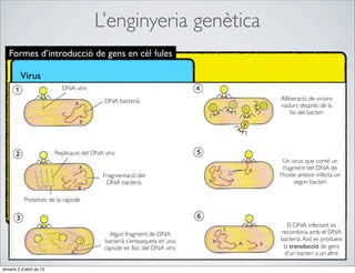 L’enginyeria genètica
   Formes d’introducció de gens en cèl·lules

         Virus
                            DNA víric

                                             DNA bacterià                    Alliberació de virions
                                                                             nadurs després de la
                                                                                 lisi del bacteri




                          Replicació del DNA víric
                                                                               Un virus que conté un
                                                                               fragment del DNA de
                                             Fragmentació del                l’hoste anteior infecta un
                                              DNA bacterià                         segon bacteri

           Proteïnes de la càpside



                                                                                El DNA infectant es
                                               Algun fragment de DNA         recombina amb el DNA
                                             bacterià s’empaqueta en una     bacterià. Així es produeix
                                             càpside en lloc del DNA víric    la transducció de gens
                                                                               d’un bacteri a un altre

dimarts 2 d’abril de 13
 