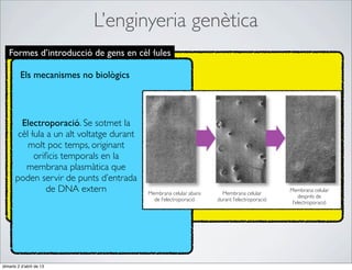 L’enginyeria genètica
   Formes d’introducció de gens en cèl·lules

         Els mecanismes no biològics




         Electroporació. Se sotmet la
        cèl·lula a un alt voltatge durant
           molt poc temps, originant
             oriﬁcis temporals en la
          membrana plasmàtica que
       poden servir de punts d’entrada
                 de DNA extern              Membrana celular abans     Membrana celular
                                                                                               Membrana celular
                                                                                                   després de
                                              de l’electroporació    durant l’electroporació
                                                                                                l’electroporació




dimarts 2 d’abril de 13
 
