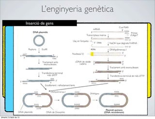 L’enginyeria genètica
                           Inserció de gens
                                                                                                                          Cua PoliA
                                                                                                  mRNA
                                     DNA plasmídic                                                                                    Primer
                                                                                          Transcriptasa inversa                       d’oligoT

                                                                            Llaç en forqueta
                                                                                                                  NaOH que degrada l’mRNA

                              Ruptura       EcoRI                                                                 DNApolimerasa I
                                                                           Nucleasa S1


                                             Tractament amb                      cDNA de doble
                                              exonucleases                          cadena
                                                                                                                  Tractament amb exonucleases

                                            Transferència terminal
                                                  més dATP                                                        Transferència terminal de més dTTP


                                               Escalfament i refredament lents

                                                     DNApolimerasa I
                                                                                               DNAligasa




                                                                                                              Plasmidi quimera
                     DNA plasmídic              DNA de Drosophila                                            (DNA recombinant)

dimarts 2 d’abril de 13
 