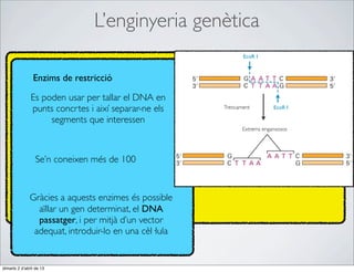L’enginyeria genètica
                                                               EcoR I



                Enzims de restricció

               Es poden usar per tallar el DNA en
               punts concrtes i així separar-ne els     Trencament         EcoR I

                    segments que interessen
                                                               Extrems enganxosos




                  Se’n coneixen més de 100


               Gràcies a aquests enzimes és possible
                 aïllar un gen determinat, el DNA
                 passatger, i per mitjà d’un vector
                adequat, introduir-lo en una cèl·lula


dimarts 2 d’abril de 13
 