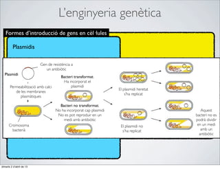 L’enginyeria genètica
   Formes d’introducció de gens en cèl·lules

         Plasmidis

                          Gen de resistència a
                             un antibiòtic
  Plasmidi
                                       Bacteri transformat.
                                         Ha incorporat el
       Permeabilització amb calci            plasmidi
                                                                    El plasmidi heretat
          de les membranes
                                                                        s’ha replicat
            plasmàtiques

                                      Bacteri no transformat.
                                    No ha incorporat cap plasmidi                            Aquest
                                     No es pot reproduir en un                            bacteri no es
                                        medi amb antibiòtic                               podrà dividir
      Cromosoma                                                      El plasmidi no        en un medi
        bacterià                                                      s’ha replicat          amb un
                                                                                            antibiòtic




dimarts 2 d’abril de 13
 