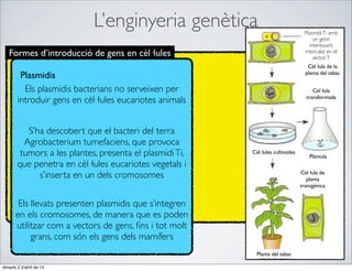 L’enginyeria genètica                                Plasmidi Ti amb
                                                                                      un gebn
                                                                                    interessant
   Formes d’introducció de gens en cèl·lules                                      intercalat en el
                                                                                      sector T
                                                                                    Cèl·lula de la
         Plasmidis                                                                 planta del tabac


          Els plasmidis bacterians no serveixen per                                   Cèl·lula
                                                                                   transformada
        introduir gens en cèl·lules eucariotes animals


           S’ha descobert que el bacteri del terra
          Agrobacterium tumefaciens, que provoca
         tumors a les plantes, presenta el plasmidi Ti,   Cèl·lules cultivades
                                                                                     Plàntula
        que penetra en cèl·lules eucariotes vegetals i
              s’inserta en un dels cromosomes                                    Cèl·lula de
                                                                                    planta
                                                                                 transgènica


        Els llevats presenten plasmidis que s’integren
       en els cromosomes, de manera que es poden
       utilitzar com a vectors de gens, ﬁns i tot molt
            grans, com són els gens dels mamífers
                                                            Planta del tabac

dimarts 2 d’abril de 13
 