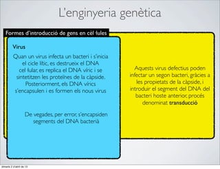 L’enginyeria genètica
   Formes d’introducció de gens en cèl·lules

         Virus
          Quan un virus infecta un bacteri i s’inicia
              el cicle lític, es destrueix el DNA
            cel·lular, es replica el DNA víric i se         Aquests virus defectius poden
           sintetitzen les proteïnes de la càpside.       infectar un segon bacteri, gràcies a
               Posteriorment, els DNA vírics                 les propietats de la càpside, i
          s’encapsulen i es formen els nous virus         introduir el segment del DNA del
                                                             bacteri hoste anterior, procés
                                                                denominat transducció
                    De vegades, per error, s’encapsiden
                       segments del DNA bacterià




dimarts 2 d’abril de 13
 