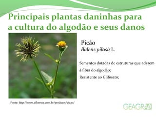 Principais plantas daninhas para 
a cultura do algodão e seus danos 
Fonte: http://www.afloresta.com.br/produtos/picao/ 
Picão 
Bidens pilosa L. 
Sementes dotadas de estruturas que aderem 
à fibra do algodão; 
Resistente ao Glifosato; 
 