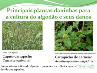 Principais plantas daninhas para 
a cultura do algodão e seus danos 
Fonte: FMC Agrícola Fonte:www.jardimflordoleste.com.br/ervas-daninhas/ 
Capim-carrapicho 
Cenchrus echinatus 
Carrapicho de carneiro 
Acanthospermum hispidum 
Frutos aderem à fibra do algodão e prejudicam a colheita manual 
devido aos espinhos. 
 