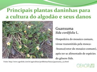 Principais plantas daninhas para 
a cultura do algodão e seus danos 
Guanxuma 
Sida cordifolia L. 
Hospedeira do mosaico comum, 
virose transmitida pela mosca- 
-branca(vetor do mosaico comum), 
após ter se alimentado de espécies 
do gênero Sida. 
Fonte: http://www.agrolink.com.br/agricultura/problemas/busca/guanxuma_122.html 
 