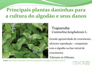 Principais plantas daninhas para 
a cultura do algodão e seus danos 
Trapoeraba 
Commelina benghalensis L. 
Grande agressividade de crescimento, 
eficiente reprodução – competição 
com o algodão na fase inicial de 
crescimento. 
Tolerante ao Glifosato. 
Fonte: http://flores.culturamix.com/flores/trapoeraba-uma-especie-de-dificil-controle 
 