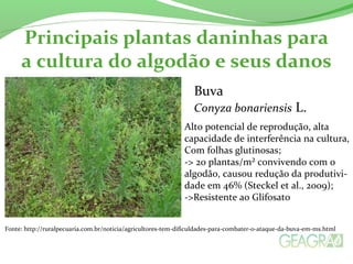 Principais plantas daninhas para 
a cultura do algodão e seus danos 
Buva 
Conyza bonariensis L. 
Alto potencial de reprodução, alta 
capacidade de interferência na cultura, 
Com folhas glutinosas; 
-> 20 plantas/m² convivendo com o 
algodão, causou redução da produtivi-dade 
em 46% (Steckel et al., 2009); 
->Resistente ao Glifosato 
Fonte: http://ruralpecuaria.com.br/noticia/agricultores-tem-dificuldades-para-combater-o-ataque-da-buva-em-ms.html 
 