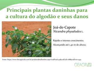 Principais plantas daninhas para 
a cultura do algodão e seus danos 
Joá-de-Capote 
Nicandra physalodes L. 
Rápido e intenso crescimento; 
Alcançando até 1,40 m de altura; 
Fonte: https://www.fmcagricola.com.br/produtodetalhesfoto.aspx?codProd=40&codCult=188&codFoto=945 
 
