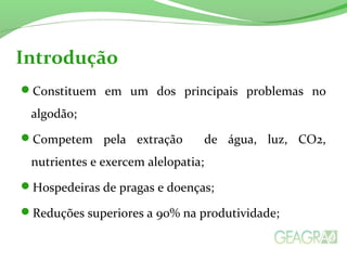 Introdução 
Constituem em um dos principais problemas no 
algodão; 
Competem pela extração de água, luz, CO2, 
nutrientes e exercem alelopatia; 
Hospedeiras de pragas e doenças; 
Reduções superiores a 90% na produtividade; 
 