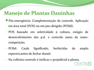 Manejo de Plantas Daninhas 
Pós-emergência: Complementação de controle. Aplicação 
em área total (POS) ou em jato dirigido (POSd). 
- POS baseado em seletividade à cultura, estágio de 
desenvolvimento das p.d. e controle antes da mato-competição; 
- POSd: Caule lignificado, herbicidas de amplo 
espectro,antes de fechar dossel. 
- Na colheita controle é ineficaz e prejudicial à pluma. 
 