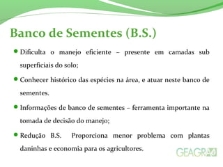 Banco de Sementes (B.S.) 
Dificulta o manejo eficiente – presente em camadas sub 
superficiais do solo; 
Conhecer histórico das espécies na área, e atuar neste banco de 
sementes. 
Informações de banco de sementes – ferramenta importante na 
tomada de decisão do manejo; 
Redução B.S. Proporciona menor problema com plantas 
daninhas e economia para os agricultores. 
 