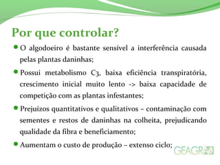 Por que controlar? 
O algodoeiro é bastante sensível a interferência causada 
pelas plantas daninhas; 
Possui metabolismo C3, baixa eficiência transpiratória, 
crescimento inicial muito lento -> baixa capacidade de 
competição com as plantas infestantes; 
Prejuízos quantitativos e qualitativos – contaminação com 
sementes e restos de daninhas na colheita, prejudicando 
qualidade da fibra e beneficiamento; 
Aumentam o custo de produção – extenso ciclo; 
 