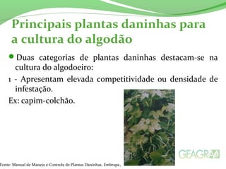 Principais plantas daninhas para 
a cultura do algodão 
Duas categorias de plantas daninhas destacam-se na 
cultura do algodoeiro: 
1 - Apresentam elevada competitividade ou densidade de 
infestação. 
Ex: capim-colchão. 
Fonte: Manual de Manejo e Controle de Plantas Daninhas. Embrapa. 
 
